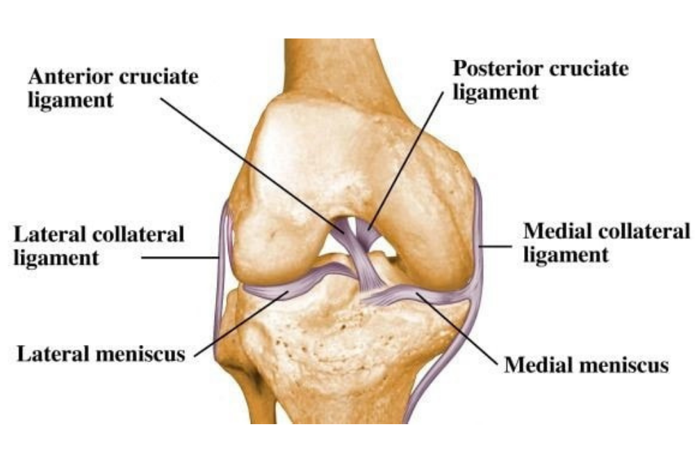 Knee Replacement Model