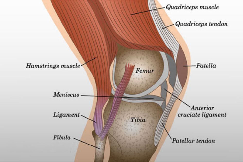 Knee Replacement Model