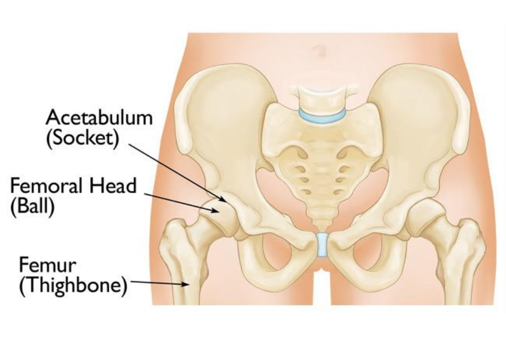 Knee Replacement Model